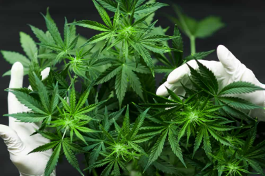 Ganja dipegang oleh tangan menggunakan sarung tangan