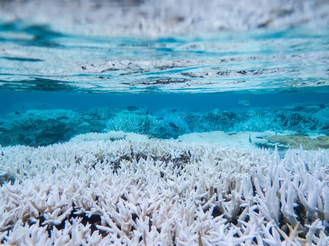 Coral Bleaching