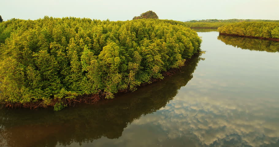Hutan Mangrove